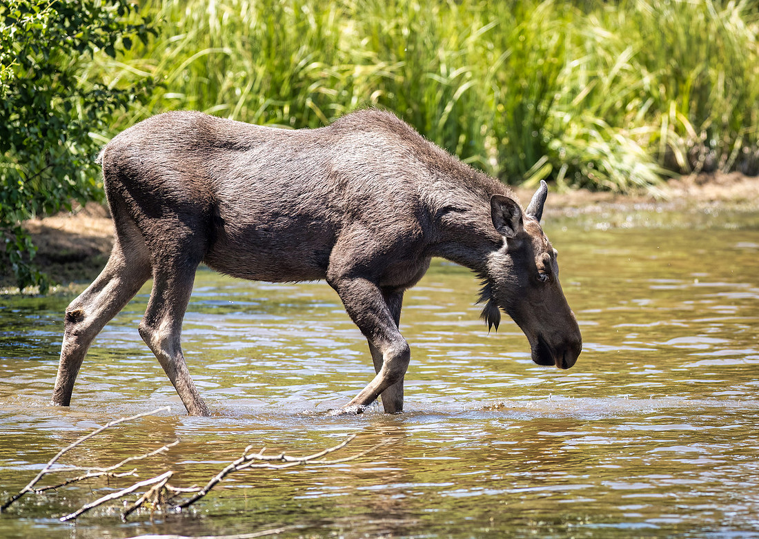 Grand Lake Colorado Moose