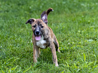 Katie's Foster Pups