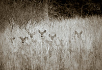 Wildlife Compilation