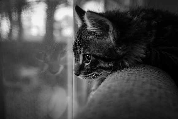 Day Dreaming