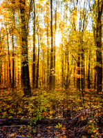 Dreamy Forest