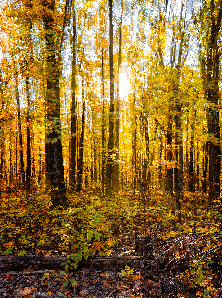 Dreamy Forest