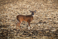 McLean County Fall Buck