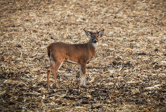 McLean County Fall Buck