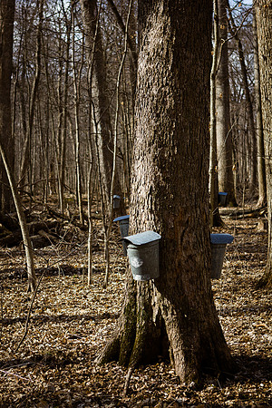 Funks Grove Tap5