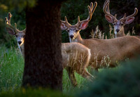 3 Bucks