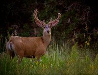 1 Buck