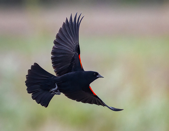 Red-Winged Blackbird on the Wind