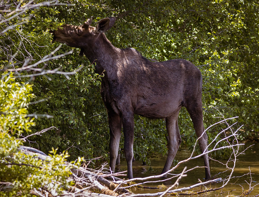 Grand Lake Colorado Moose