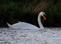 Intimate Portraits of a Mute Swan