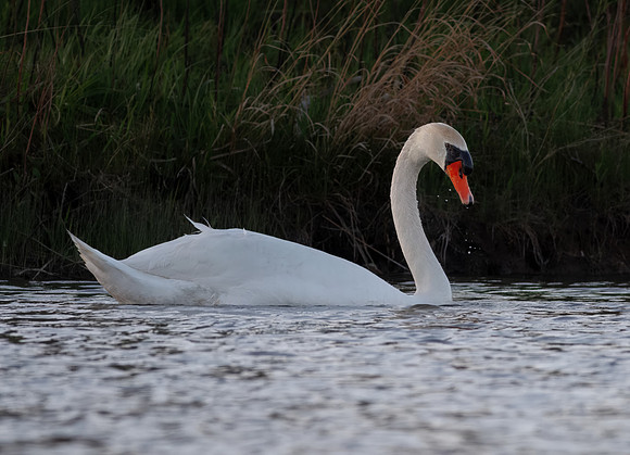 Intimate Portraits of a Mute Swan