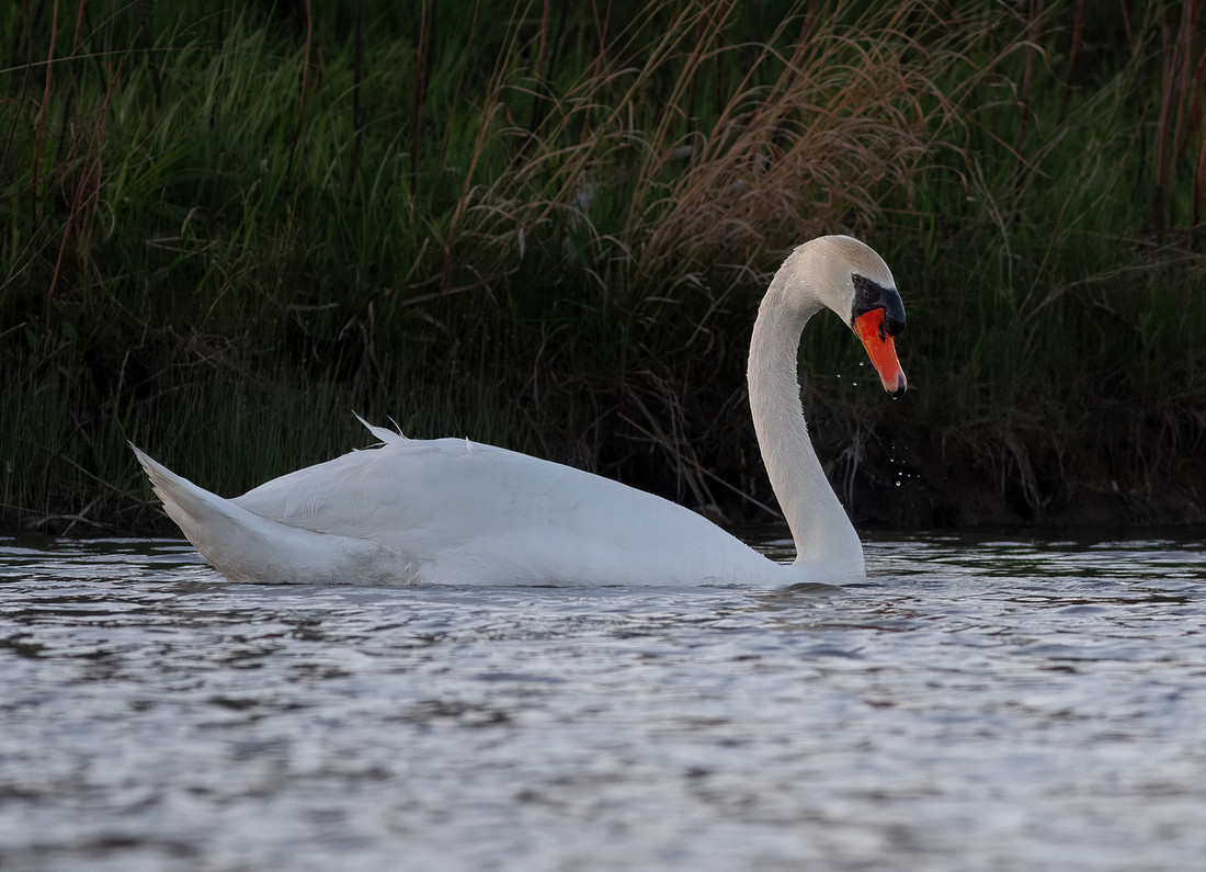 Intimate Portraits of a Mute Swan