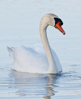Intimate Portraits of a Mute Swan-3