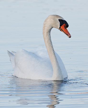 Intimate Portraits of a Mute Swan-3
