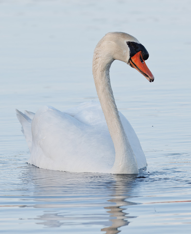 Intimate Portraits of a Mute Swan-3