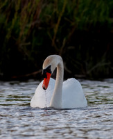 Intimate Portraits of a Mute Swan-2