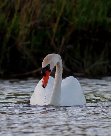 Intimate Portraits of a Mute Swan-2