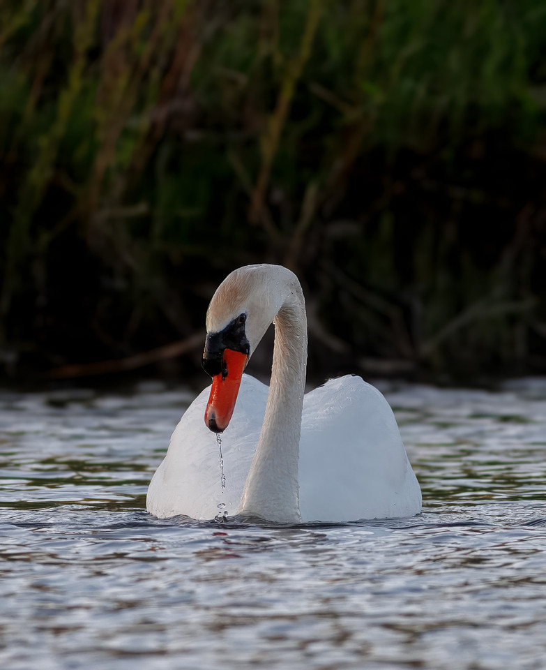 Intimate Portraits of a Mute Swan-2