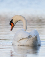 Intimate Portraits of a Mute Swan-5