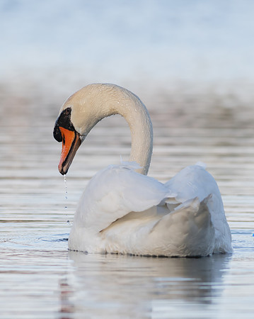 Intimate Portraits of a Mute Swan-5