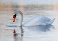 Intimate Portraits of a Mute Swan-6