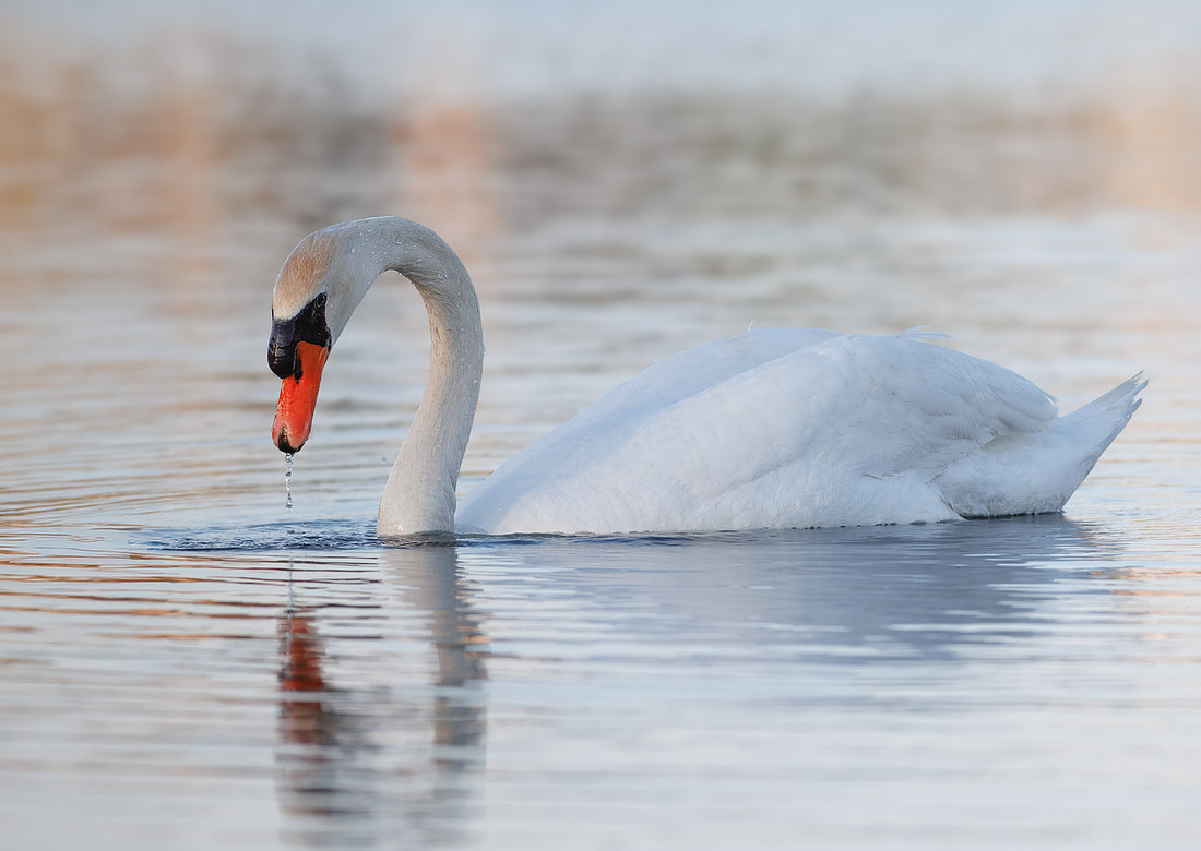 Intimate Portraits of a Mute Swan-6