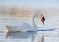 Intimate Portraits of a Mute Swan-4