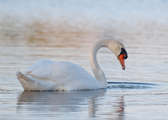Intimate Portraits of a Mute Swan-4