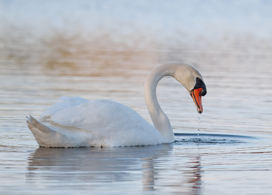 Intimate Portraits of a Mute Swan-4