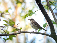 Gray-cheeked Thrush