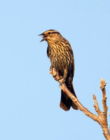 Calling Female Red-winged Blackbird