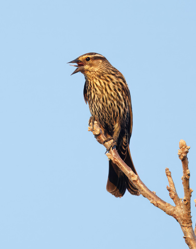 Calling Female Red-winged Blackbird