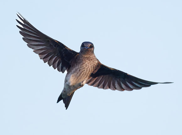 Purple Martin Locked Eyes