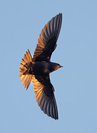 Male Purple Martin in Flight