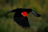 Red-winged Blackbird Flyby
