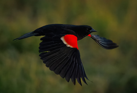Red-winged Blackbird Flyby