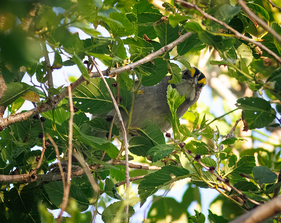 White-throated Sparrow-3