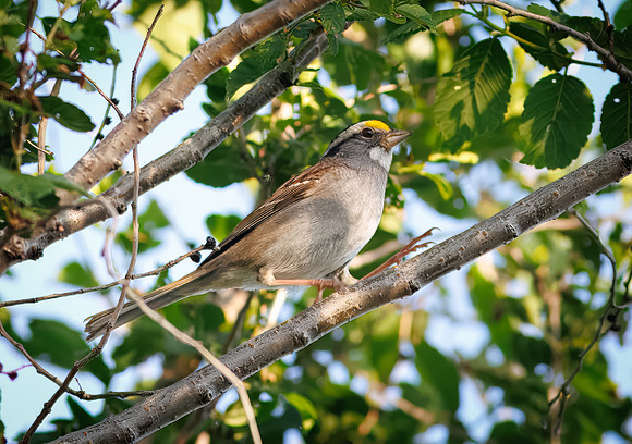 White-throated Sparrow