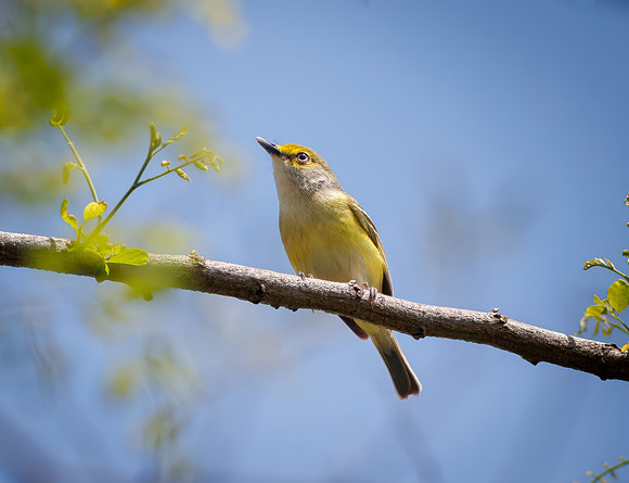 White-eyed Vireo