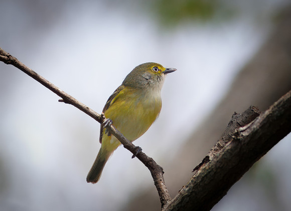 White-eyed Vireo 3