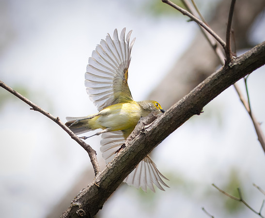 White-eyed Vireo 4