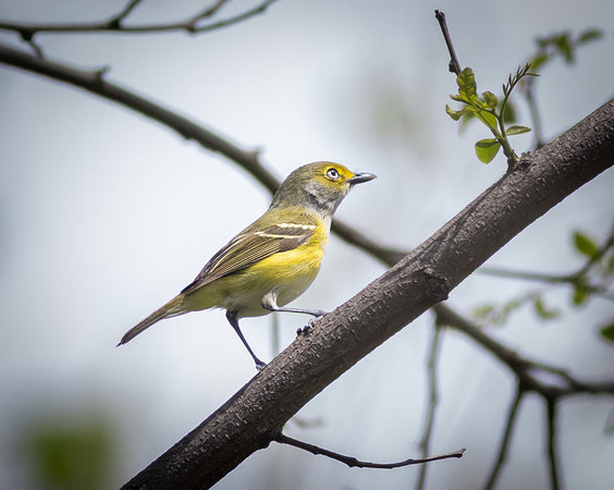 White-eyed Vireo 2
