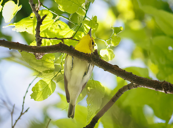 Yellow-throated Vireo