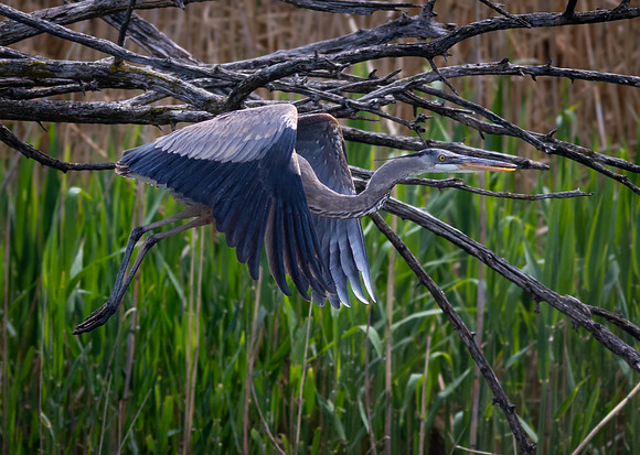 Blue Heron among the Sticks
