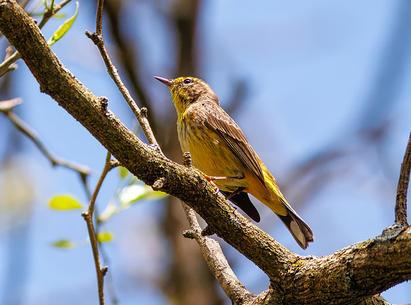 Palm Warbler-2