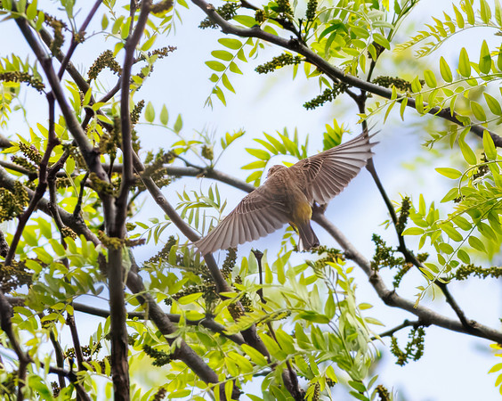 Palm Warbler-4