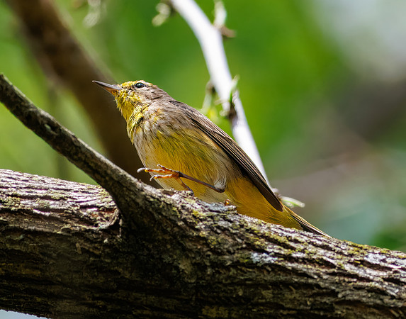 Palm Warbler-3
