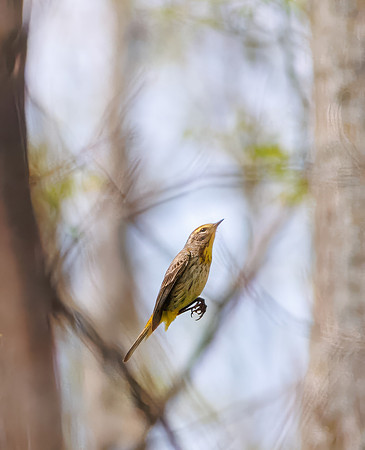 Palm Warbler