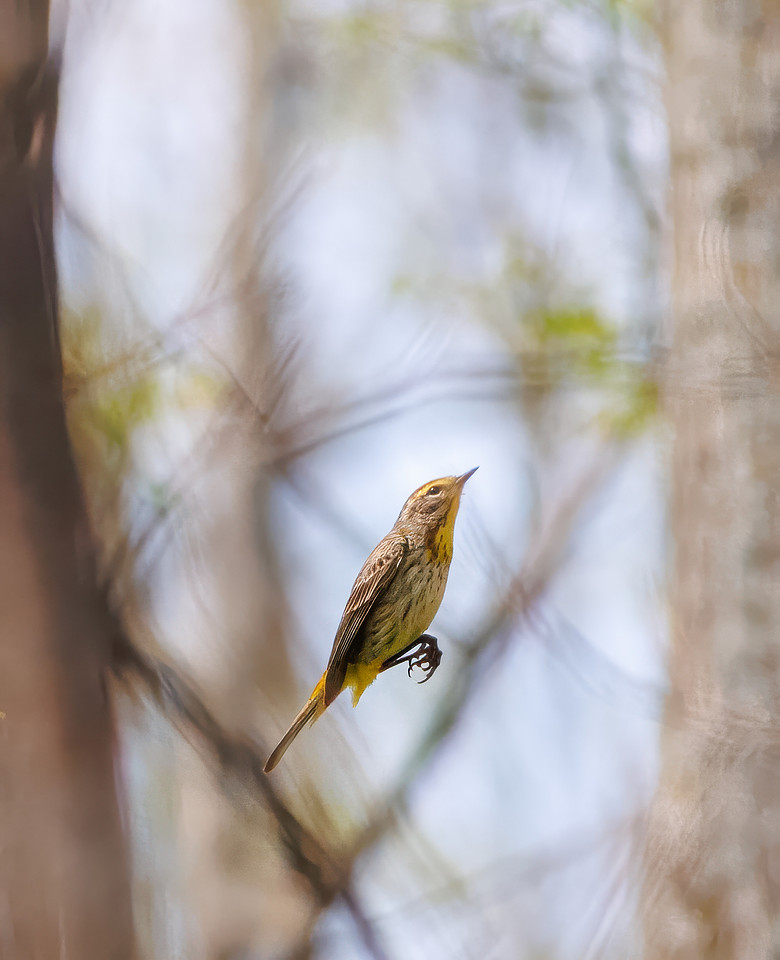 Palm Warbler
