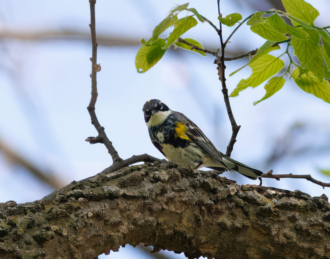 Yellow-rumped Warbler
